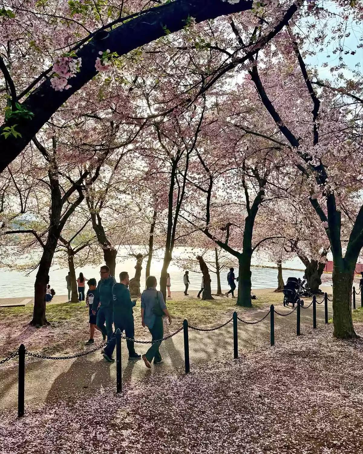 Barack Obama's photo of peak bloom