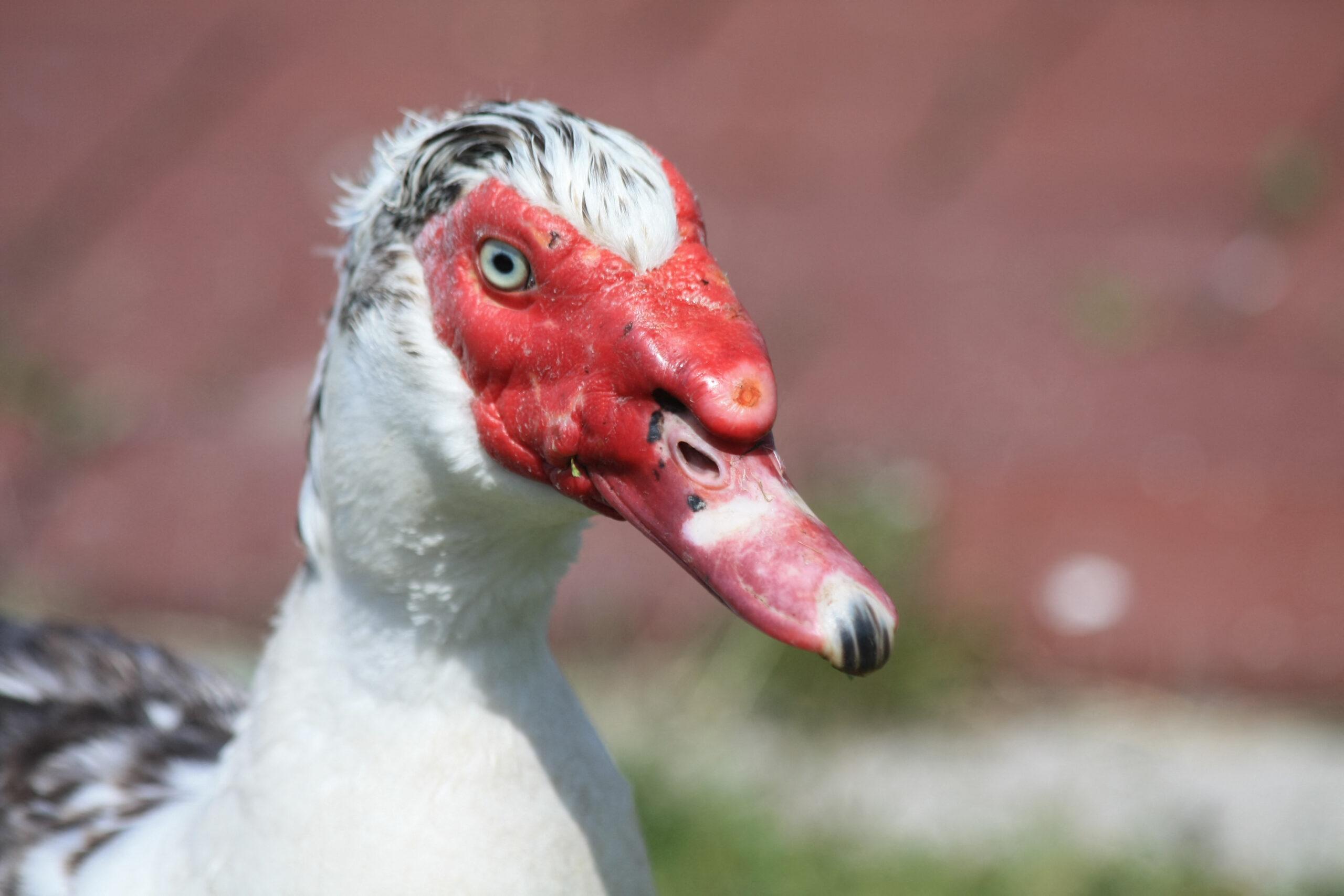 a Muscovy duck face in close
