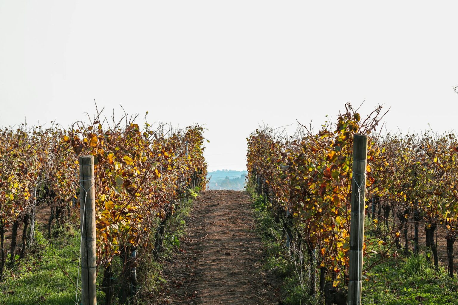 How Jennifer Aniston’s Wine Brand Is Competing With Traditional Vineyards Rolling hills of vineyard rows with grapevines in organized patterns