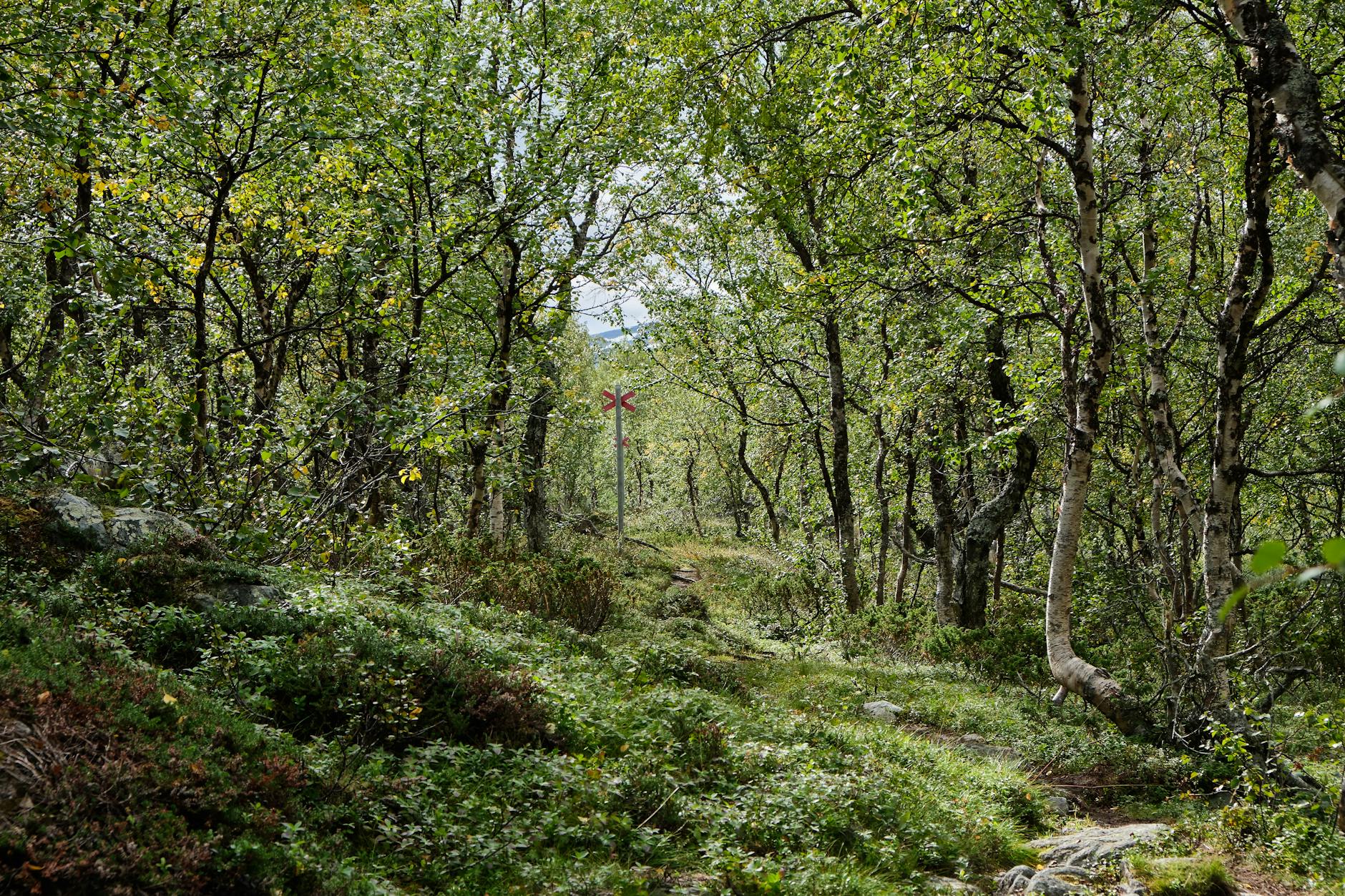 Person hiking on mountain trail with panoramic views of peaks and forests