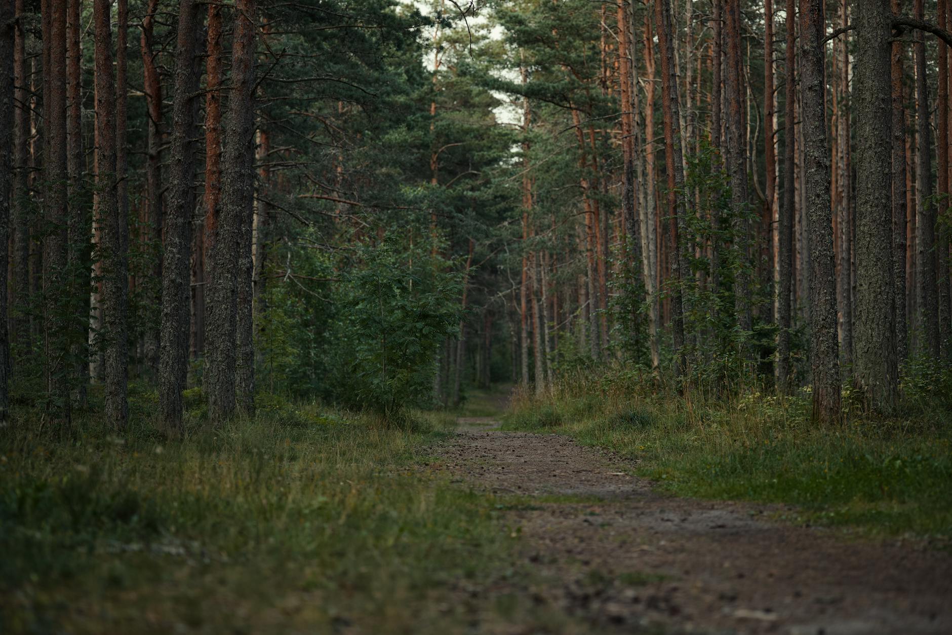 Winding path through lush forest canopy